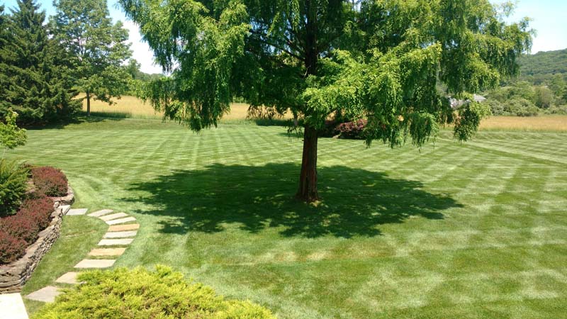 Stacklandscapers lawn services. NJ. A tree in the centre of lawn